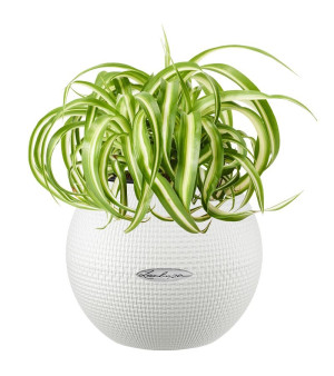 Potted Chlorophytum Bonnie House Plant in LECHUZA-PURO White Self-watering Planter, Total Height 30 cm