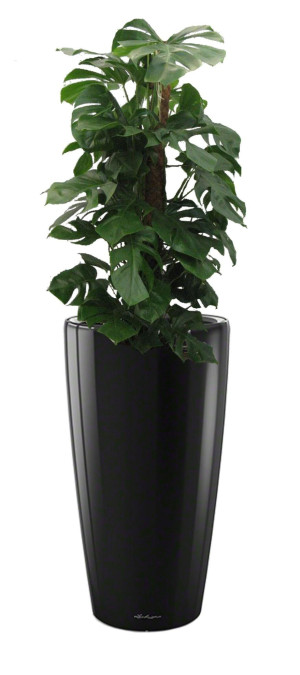 Potted Monstera Deliciosa House Plant in LECHUZA RONDO Black High Gloss Self-watering Planter, Total Height 150 cm