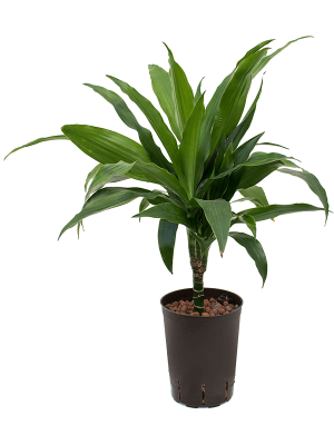 Dracaena fragrans \'Janet Craig\' Corn Plant W20 H(38-45) cm Live Plant, Potsize D15 cm