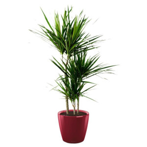 Potted Dracaena Marginata House Plant in LECHUZA CLASSICO LS Scarlet Red High Gloss Self-watering Planter, Total Height 120 cm