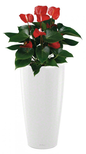 Potted Blooming Anthurium Andraeanum House Plant in LECHUZA RONDO White High Gloss Self-watering Planter, Total Height 100 cm