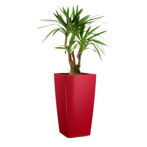 Potted Yucca House Plant in LECHUZA CUBICO Scarlet Red High Gloss Self-watering Planter, Total Height 110 cm