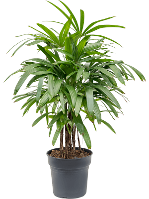Tropical Lady Palm Rhapis excelsa Indoor House Plants W70 H(90-110) cm, Potsize D27 cm