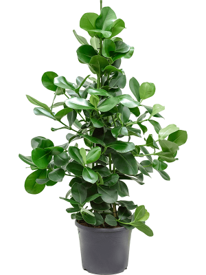 Lush Autograph Tree Clusia rosea Indoor House Plants W70 H(140-170) cm, Potsize D34 cm
