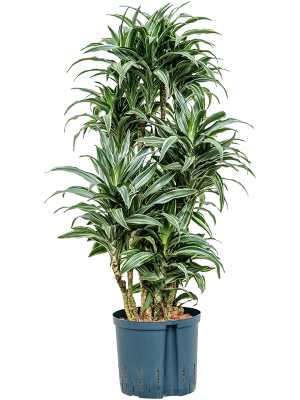 Dracaena deremensis \'Warneckei compacta\' W40 H(81-95) cm Live Plant, Potsize D22 cm
