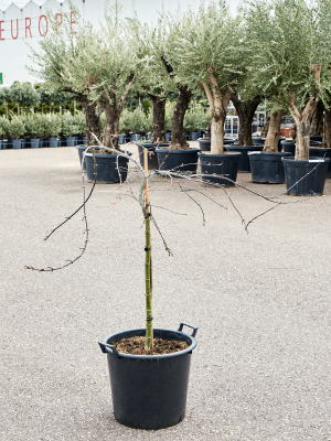 Acer palmatum \'Tamukeyama\' (140-160) W100 H(120-150) cm, Potsize D45 cm