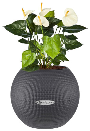Potted Blooming Anthurium Andraeanum House Plant in LECHUZA-PURO Slate Self-watering Planter, Total Height 40 cm