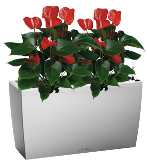 Potted Blooming Anthurium Andraeanum Mix House Plant in LECHUZA CARARO Silver Metallic Self-watering Planter, Total Height 80 cm