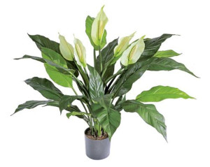 Spathiphyllum Cream Artificial Flower Plant 75 cm