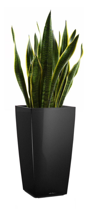 Potted Sansevieria Laurentii House Plant in LECHUZA CUBICO Black High Gloss Self-watering Planter, Total Height 80 cm