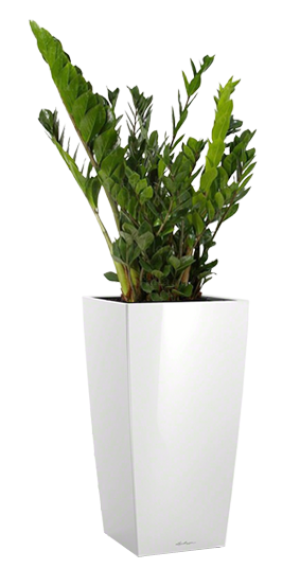 Potted Zamioculcas Zamiifolia House Plant in LECHUZA CUBICO White High Gloss Self-watering Planter, Total Height 125 cm