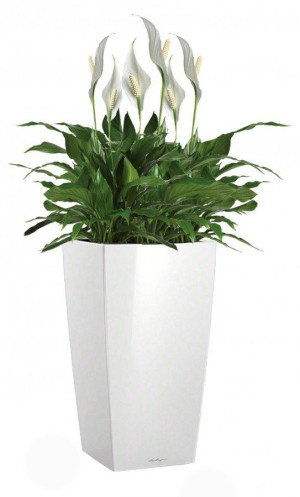 Potted Blooming Spathiphyllum Sweet Chico House Plant in LECHUZA CUBICO White High Gloss Self-watering Planter, Total Height 80 cm