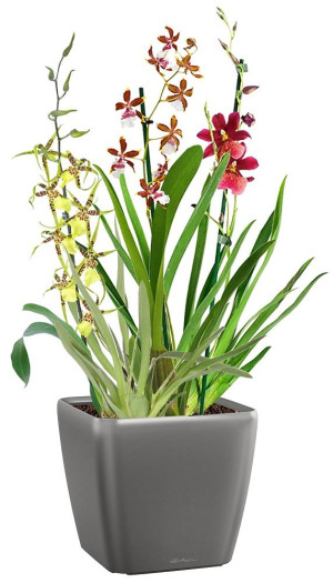 Potted Blooming Orchids House Plant in LECHUZA QUADRO LS Charcoal Metallic Self-watering Planter, Total Height 70 cm