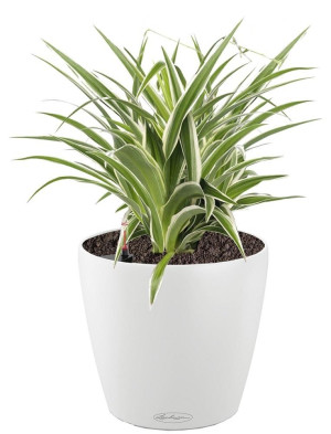 Potted Chlorophytum Atlantic House Plant in LECHUZA CLASSICO Color White Self-watering Planter, Total Height 35 cm