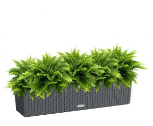 Potted Nephrolepis Exaltata (Sword Fern) House Plant in LECHUZA BALCONERA Cottage Granite Self-watering Planter, Total Height 50 cm