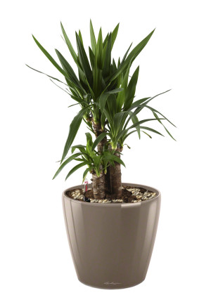 Potted Yucca House Plant in LECHUZA CLASSICO LS Shiny Taupe Self-watering Planter, Total Height 80 cm
