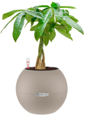 Potted Pachira Aquatica House Plant in LECHUZA-PURO Sand Brown Self-watering Planter, Total Height 45 cm