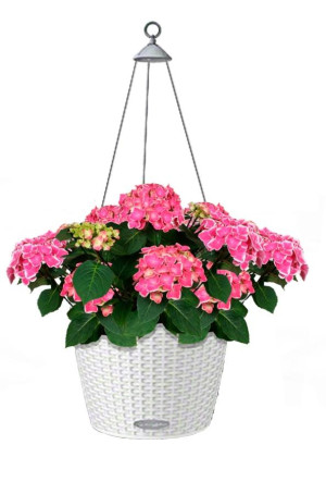 Potted Blooming Hydrangea House Plant in LECHUZA NIDO Cottage White Self-watering Planter, Total Height 80 cm