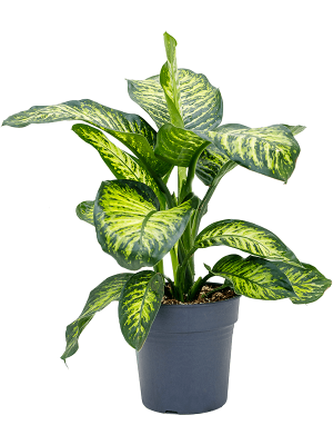 Lush Leopard Lily Dieffenbachia seguine \'Maroba\' Indoor House Plants W60 H(80-90) cm, Potsize D24 cm