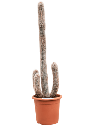 Espostoa laticornua W40 H(100-130) cm, Potsize D32 cm