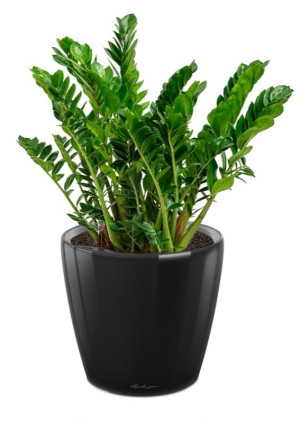 Potted Zamioculcas House Plant in LECHUZA CLASSICO LS Black High Gloss Self-watering Planter, Total Height 40 cm