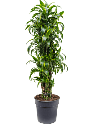 Insta-friendly Corn Plant Dracaena fragrans \'Dorado\' Tall Indoor House Plants Trees W45 H(100-130) cm, Potsize D30 cm