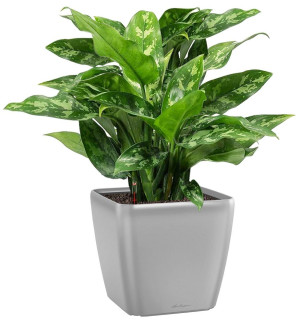 Potted Aglaonema Maria House Plant in LECHUZA QUADRO LS Silver Metallic Self-watering Planter, Total Height 60 cm