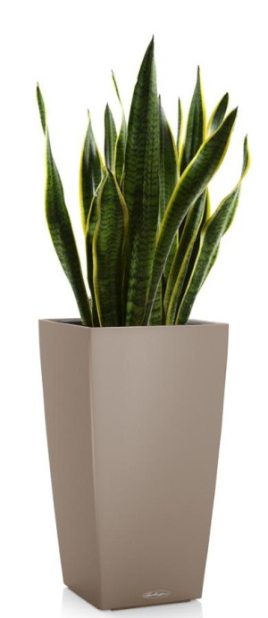 Potted Sansevieria Laurentii House Plant in LECHUZA CUBICO Color Sand Brown Self-watering Planter, Total Height 80 cm