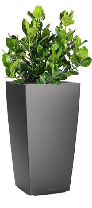 Potted Clusia House Plant in LECHUZA CUBICO Charcoal Metallic Self-watering Planter, Total Height 90 cm