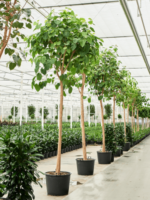 Ficus religiosa (400-450) W150 H(340-425) cm, Potsize D70 cm