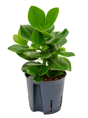Clusia rosea \'Princess\' Autograph Tree W15 H(20-30) cm Live Plant, Potsize D13 cm