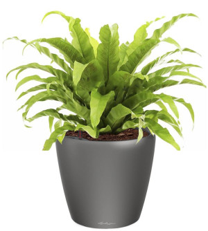 Potted Asplenium Fern House Plant in LECHUZA CLASSICO LS Charcoal Metallic Self-watering Planter, Total Height 50 cm
