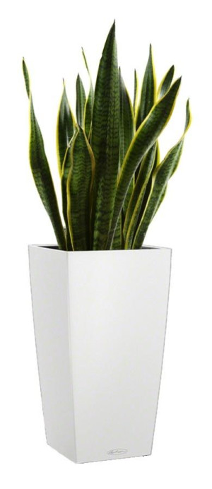 Potted Sansevieria Laurentii House Plant in LECHUZA CUBICO Color White Self-watering Planter, Total Height 80 cm