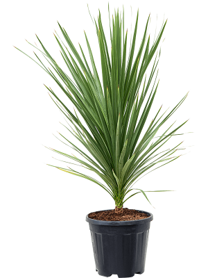 Cordyline australis \'Peko\' W60 H(100-125) cm, Potsize D30 cm