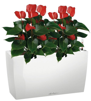Potted Blooming Anthurium Andraeanum Mix House Plant in LECHUZA CARARO White High Gloss Self-watering Planter, Total Height 80 cm