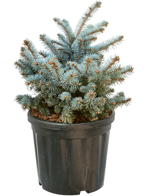 Picea pungens \'Glauca Globosa\' W35 H(47-55) cm, Potsize D30 cm