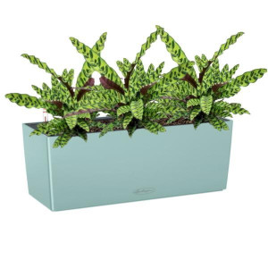 Potted Calathea Lancifolia House Plant in LECHUZA BALCONERA Color Pastel Green Self-watering Planter, Total Height 60 cm