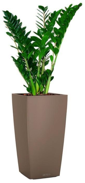 Potted Zamioculcas Zamiifolia House Plant in LECHUZA CUBICO Color Nutmeg Self-watering Planter, Total Height 125 cm