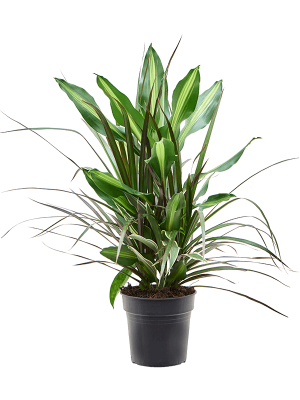 Easy-Care Corn Plant Dracaena combo Tall Indoor House Plants Trees W20 H(50-60) cm, Potsize D17 cm