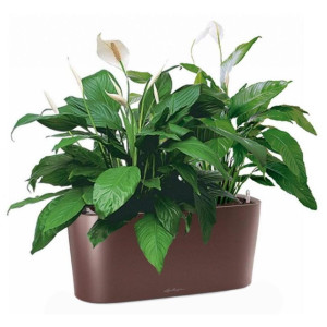 Potted Blooming Spathiphyllum Sweet Chico House Plant in LECHUZA DELTA Espresso Metallic Self-watering Planter, Total Height 50 cm