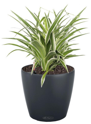 Potted Chlorophytum Atlantic House Plant in LECHUZA CLASSICO Color Slate Self-watering Planter, Total Height 35 cm