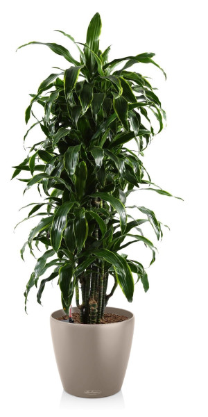 Potted Dracaena Fragrans Arturo House Plant in LECHUZA CLASSICO Color Sand Brown Self-watering Planter, Total Height 160 cm