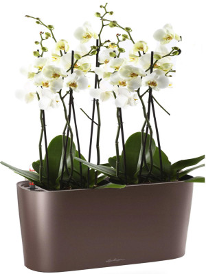 Potted Blooming Phalaenopsis Orchid House Plant in LECHUZA DELTA Espresso Metallic Self-watering Planter, Total Height 60 cm