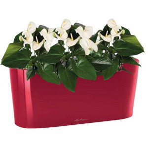 Potted Blooming Anthurium Andraeanum White House Plant in LECHUZA DELTA Scarlet Red High Gloss Self-watering Planter, Total Height 45 cm