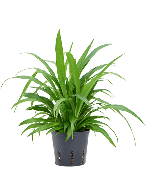 Chlorophytum comosum \'Lemon\' Spider Plant W15 H(21-25) cm Live Plant, Potsize D13 cm