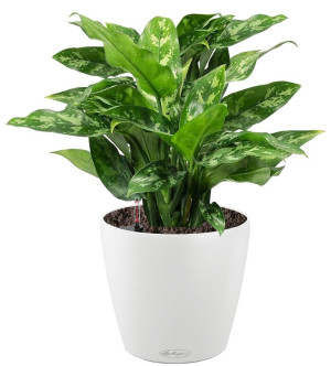 Potted Aglaonema Maria House Plant in LECHUZA CLASSICO Color White Self-watering Planter, Total Height 35 cm
