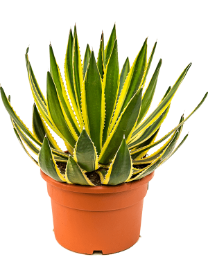 Cheerful Striped Agave lopantha Indoor House Plants W50 H(40-50) cm, Potsize D24 cm