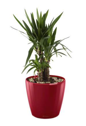 Potted Yucca House Plant in LECHUZA CLASSICO LS Scarlet Red High Gloss Self-watering Planter, Total Height 80 cm