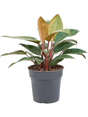 Lush Heart-Leaf Philodendron \'Red Beauty\' Indoor House Plants W50 H(50-60) cm, Potsize D24 cm