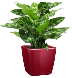 Potted Aglaonema Maria House Plant in LECHUZA QUADRO LS Scarlet Red High Gloss Self-watering Planter, Total Height 60 cm